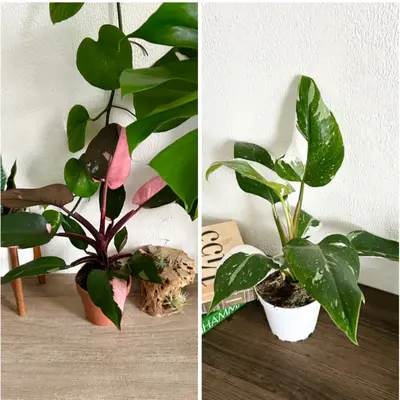 White AND Pink Princess offers Philodendron bundle