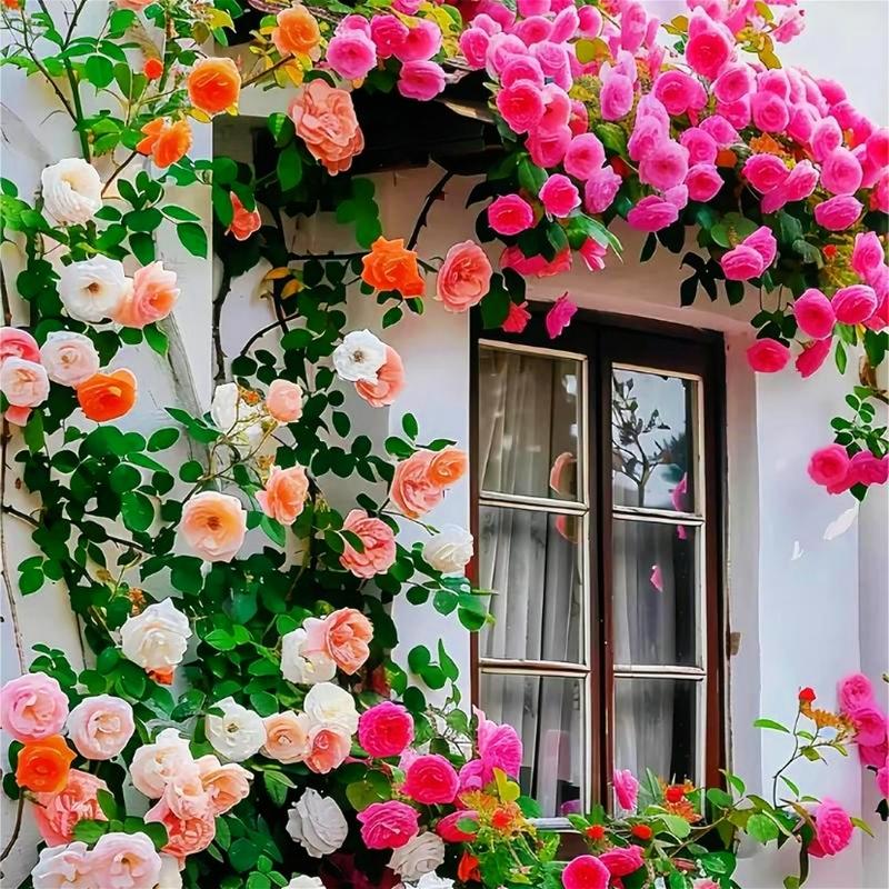 200Pcs Mixed-color Climbing Rose Rosa Bush Vine Climber Fragrant ...
