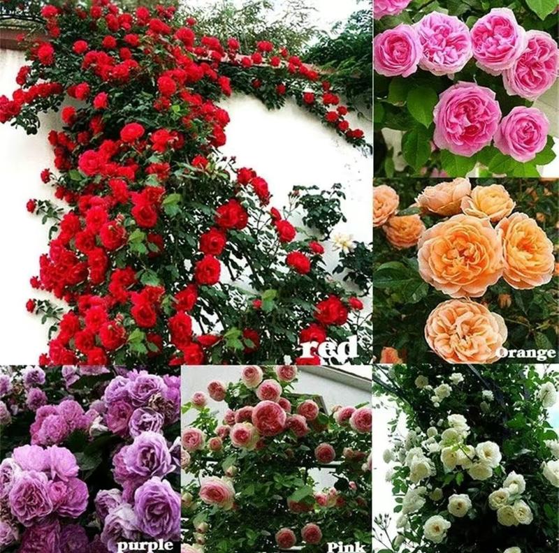 200 Mixed Color Climbing Rose Seeds Hardy Perennial Vine Roses - TikTok ...