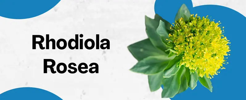 Product Introduction of Zoyava Corti-Soothe Supplement, All-in-One Cortisol Supplement with Magnesium, Ashwagandha, L-Theanine & 10+ Extra Strength Ingredients, 60 Capsules, MADE IN USA 5