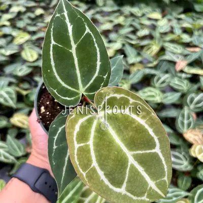 Anthurium Hu King of Spades - TikTok Shop Anthurium Hu King of Spades - TikTok Shop